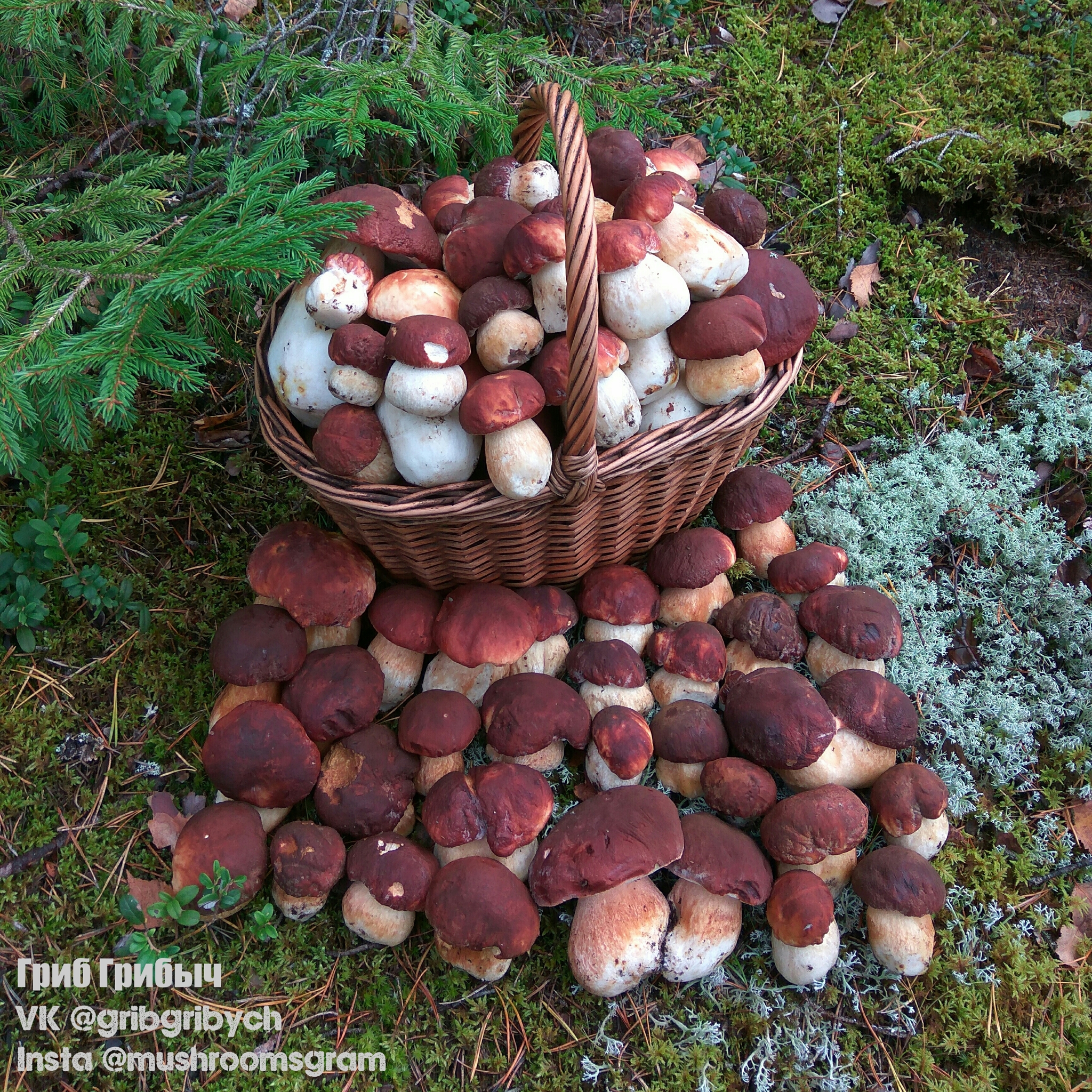 Mushroom sketches - My, Mushrooms, Forest, Chistoman, Longpost