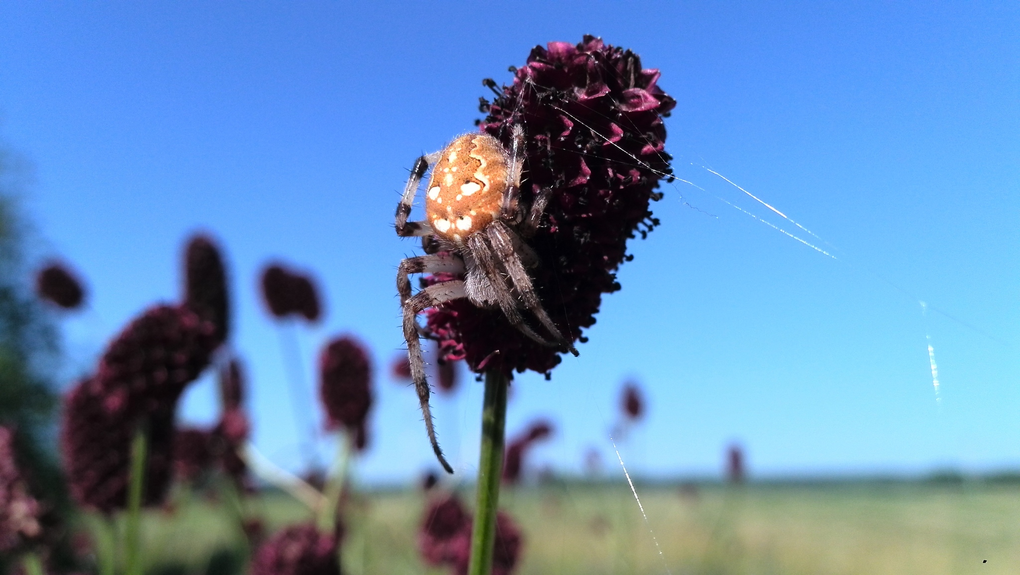 Spider - My, Spider, Arthropods, Summer, Longpost