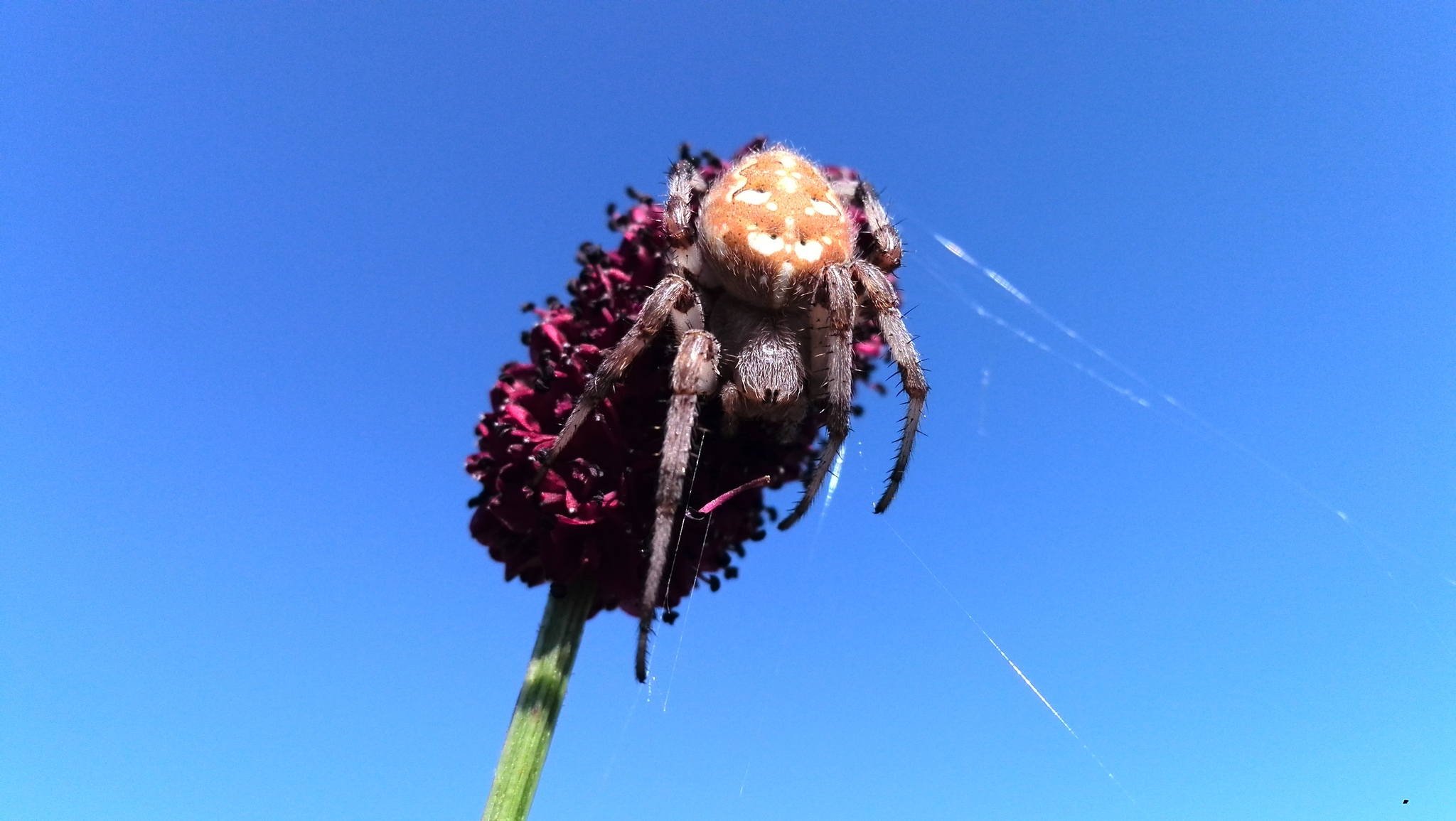 Spider - My, Spider, Arthropods, Summer, Longpost