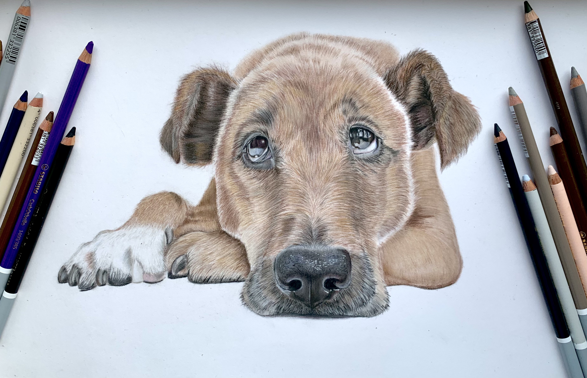 Good boy - My, Dog, Animals, Drawing, Pencil drawing