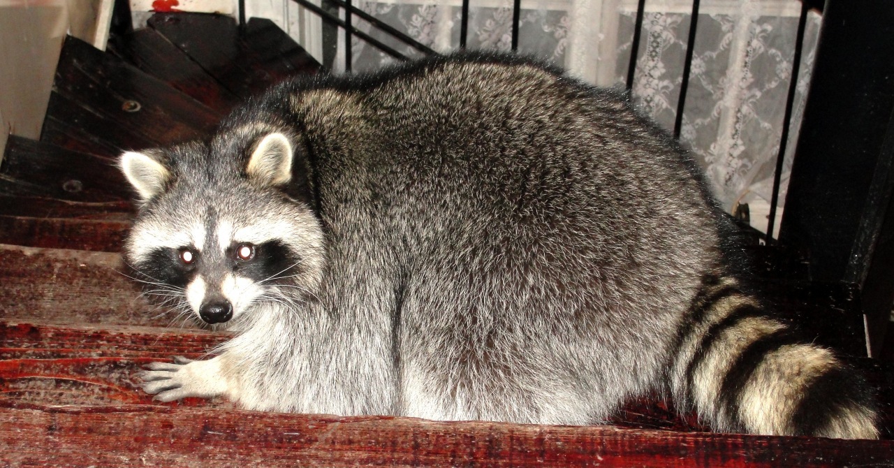 Raccoon Kuzyasha - My, Raccoon, Pets, Animals, Love, Milota, Longpost