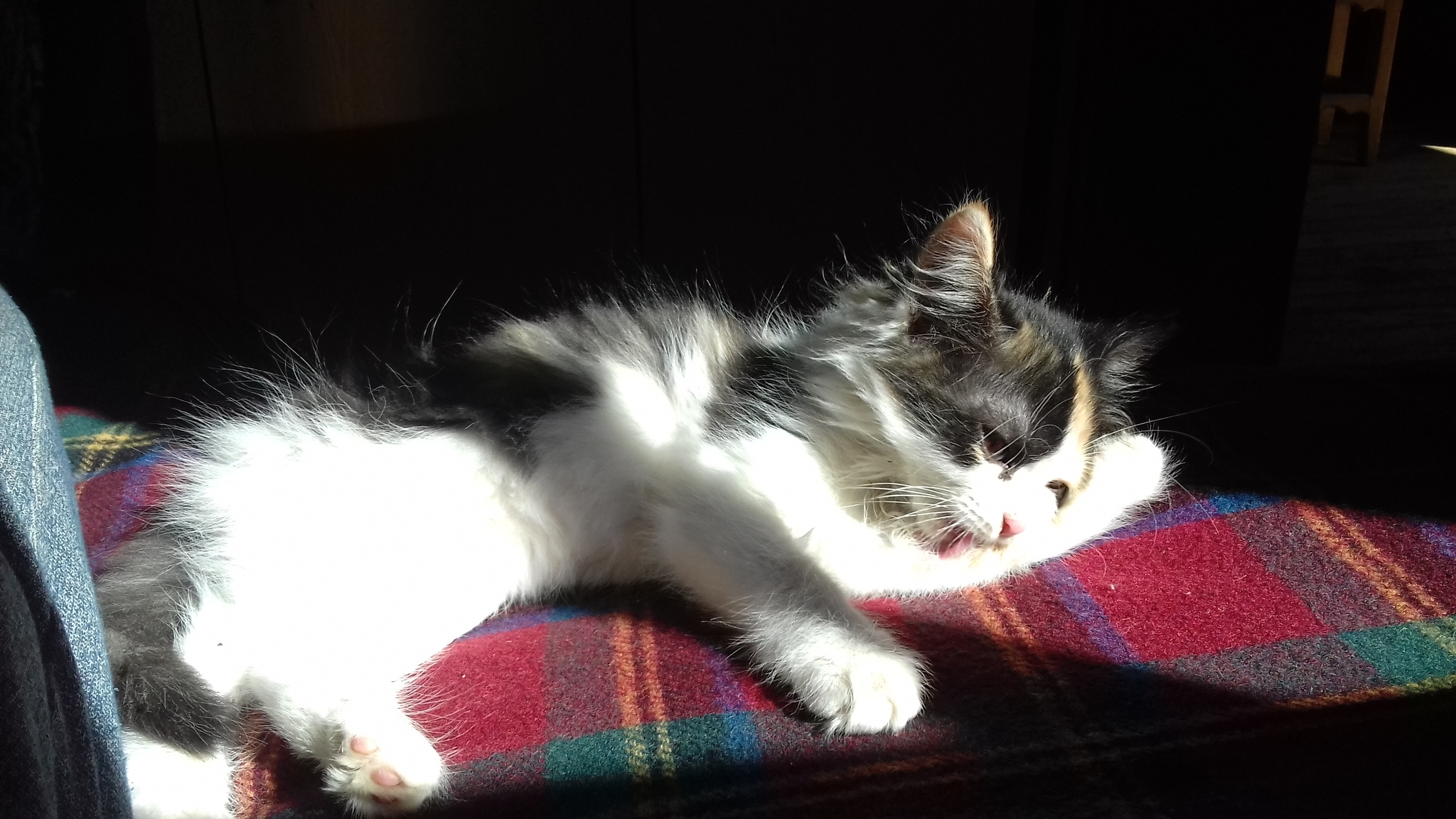 в добрые руки обнинск. 5 лет коту как выглядит.