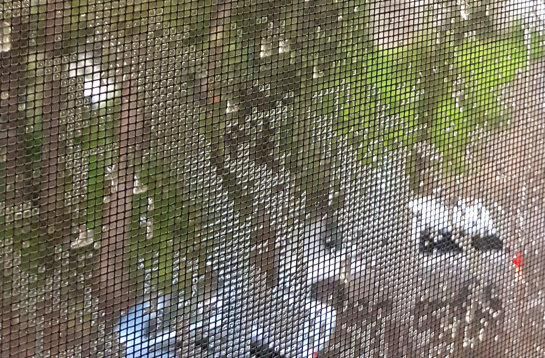 Raindrops on a mosquito net - My, View from the window, Rain, The photo