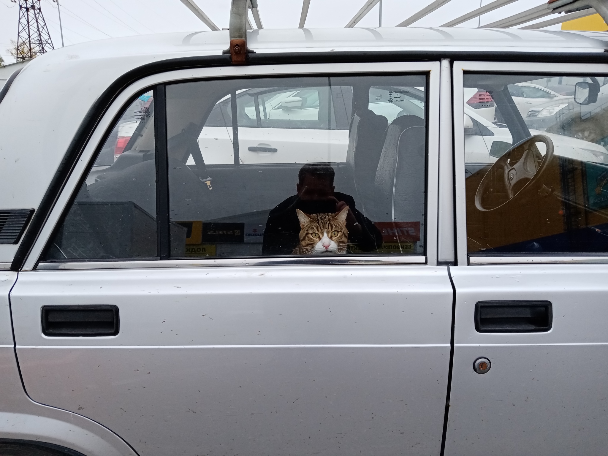 Signalka - My, Vaz-2107, Parking, Fat cats, Longpost, cat