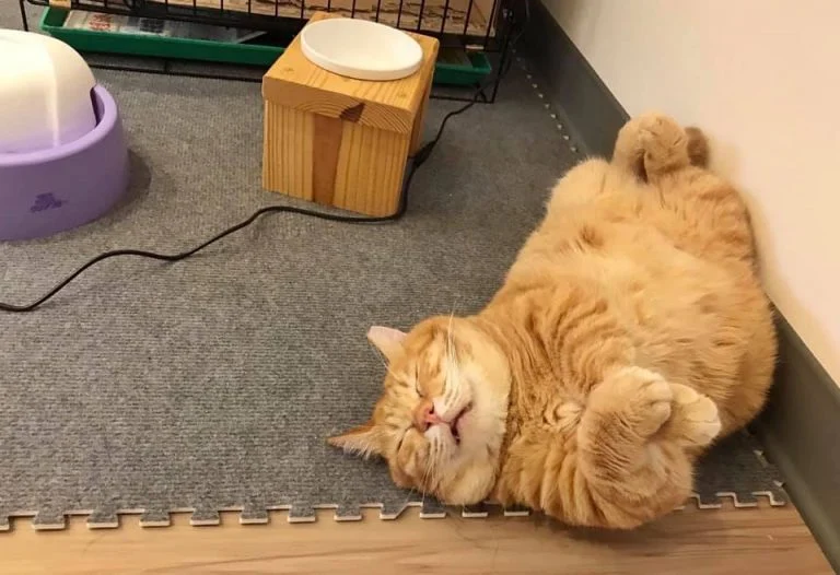 Толстый рыжий кот спит весь день, и прославился благодаря своему усталому  виду | Пикабу