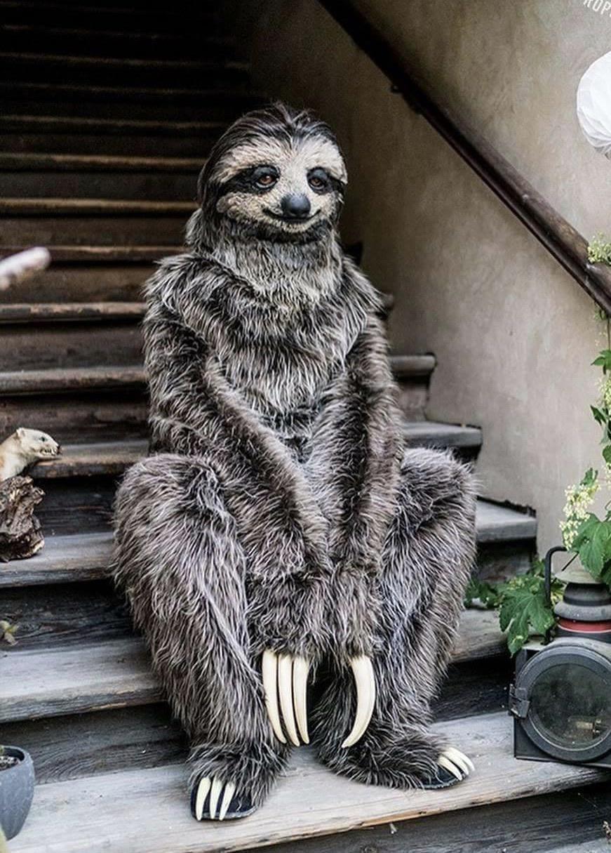 The main thing is that the suit fits... - Costume, Sloth, Naturalism, Animals