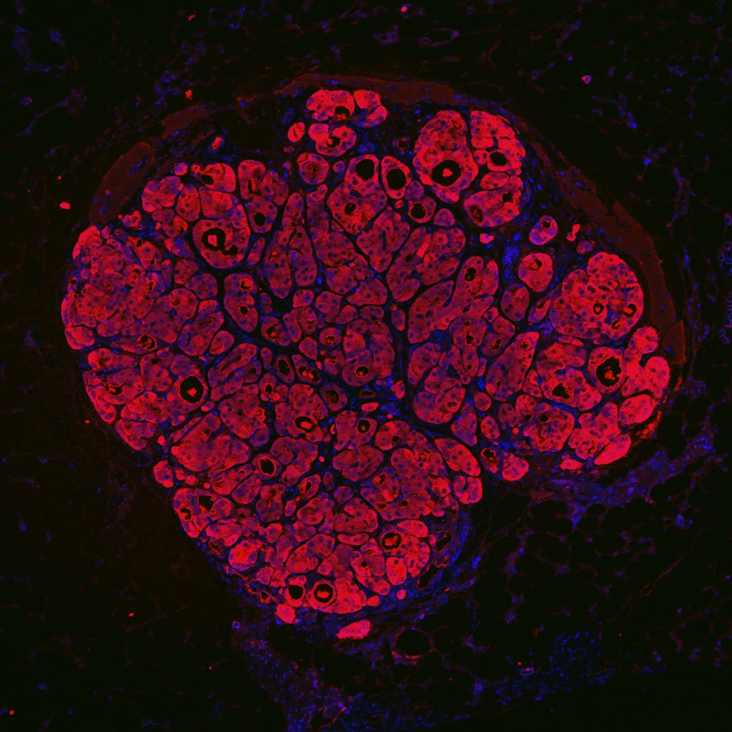 Scientists have created a mini-human liver from stem cells - The medicine, The science, Bioengineering, Liver, Longpost