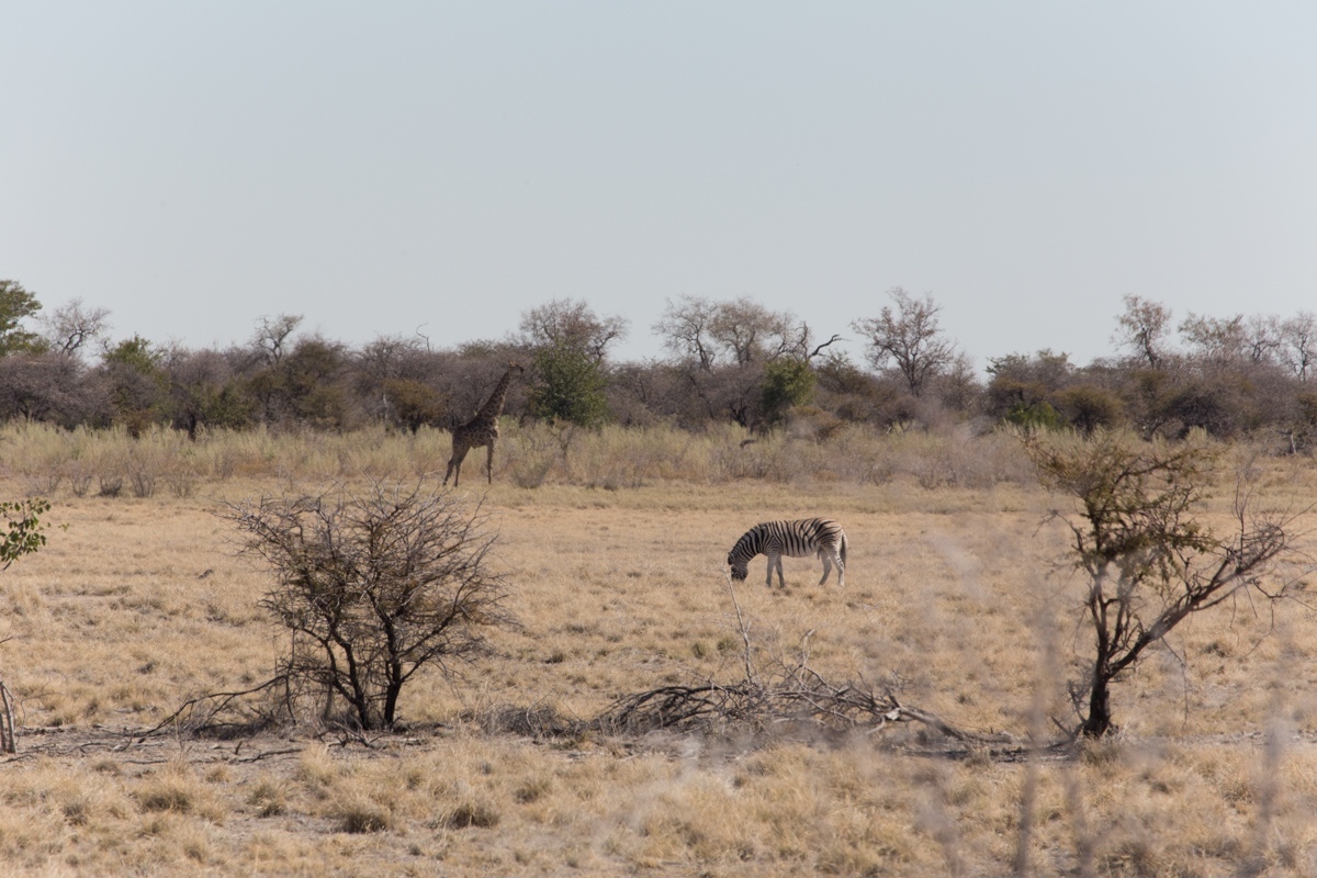 Namibia. 2019 - My, Namibia, Travels, Africa, Longpost, Animals