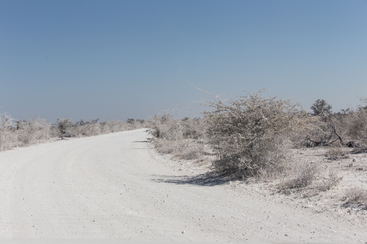 Namibia. 2019 - My, Namibia, Travels, Africa, Longpost, Animals