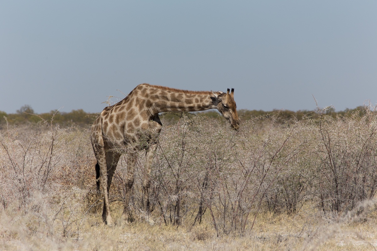 Namibia. 2019 - My, Namibia, Travels, Africa, Longpost, Animals