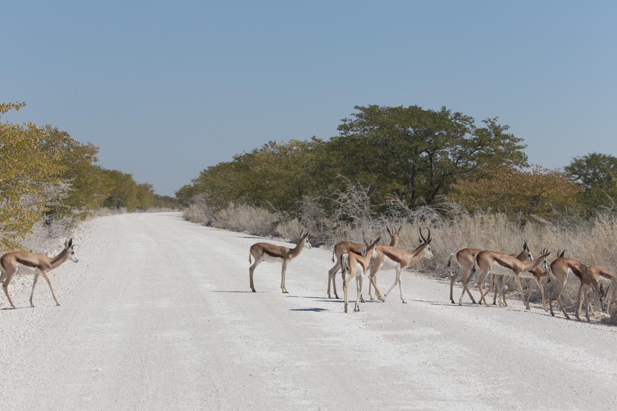 Namibia. 2019 - My, Namibia, Travels, Africa, Longpost, Animals