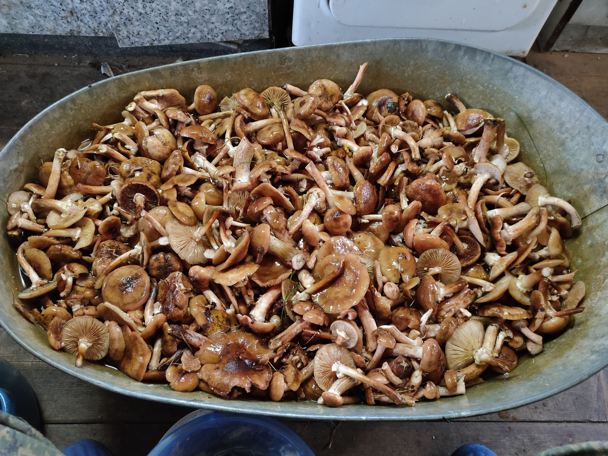 5 Кг грибов. Вастега грибы. Пикабу приготовила грибы. Как варить грибы свежие опята перед жаркой на сковороде.