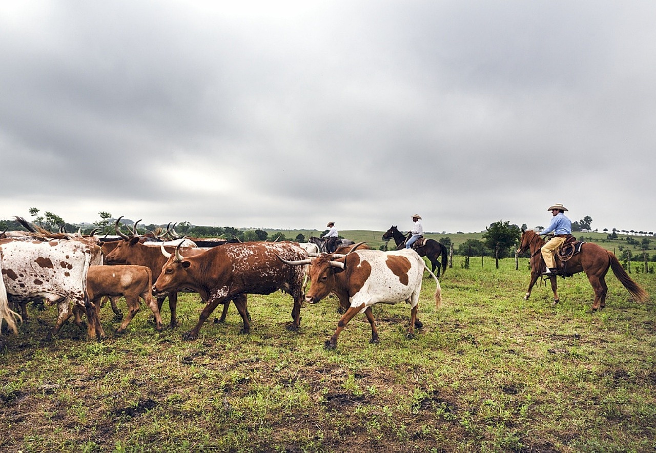 Why is it that in a village in the USSR a shepherd is a loser, but in the USA a cowboy is a cool “dude”? - My, Cowboys, Сельское хозяйство, Cow, Village, Village