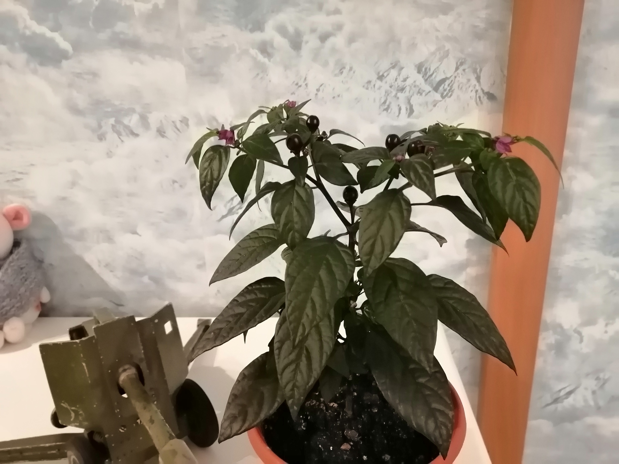 Black Pearl - My, Pepper farming, Hot peppers