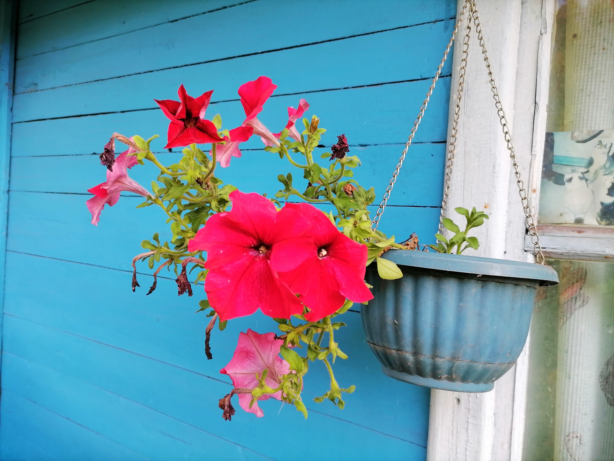 Autumn flowers - My, Autumn, Flowers, Dacha, Longpost