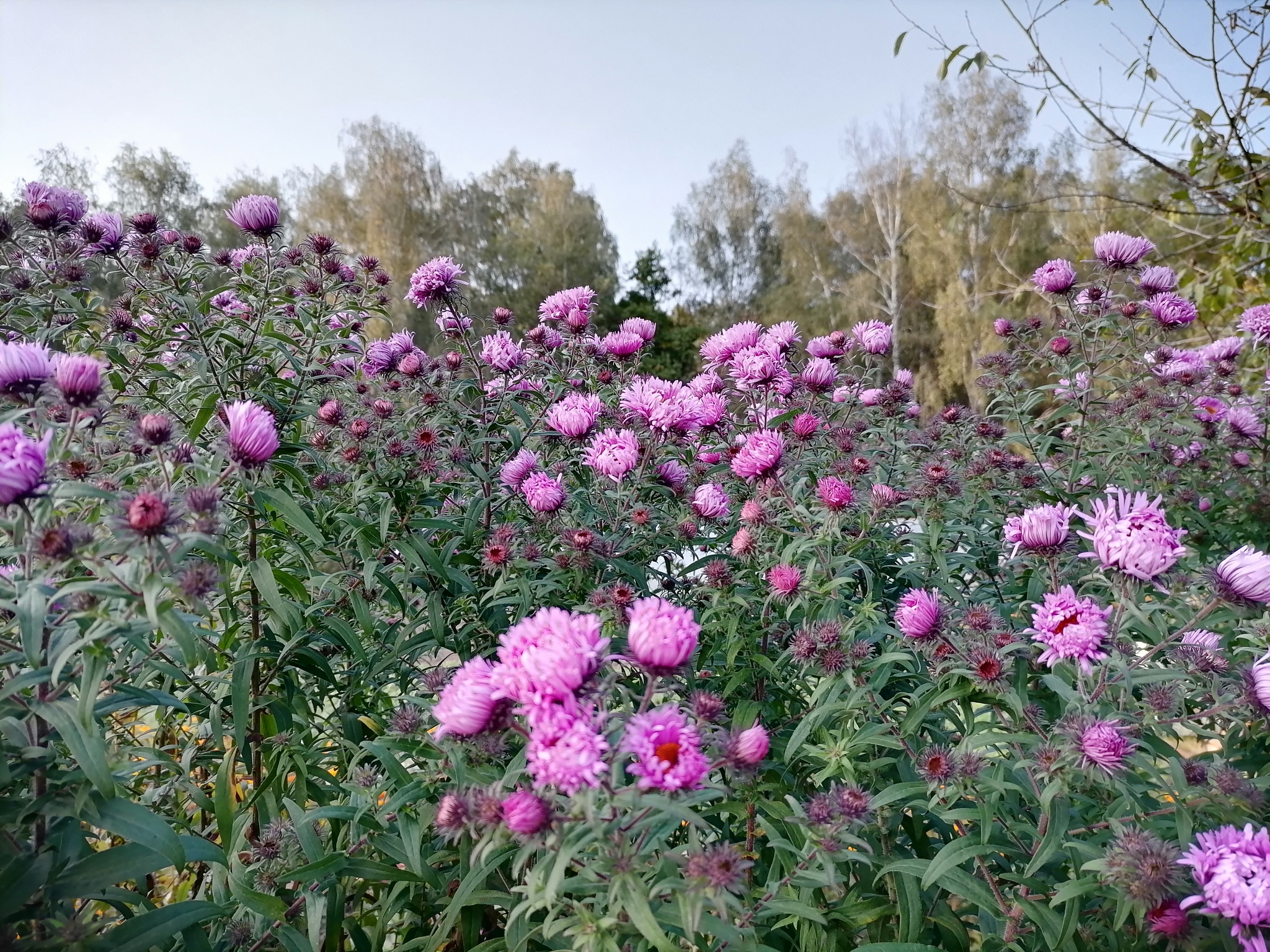 Autumn flowers - My, Autumn, Flowers, Dacha, Longpost