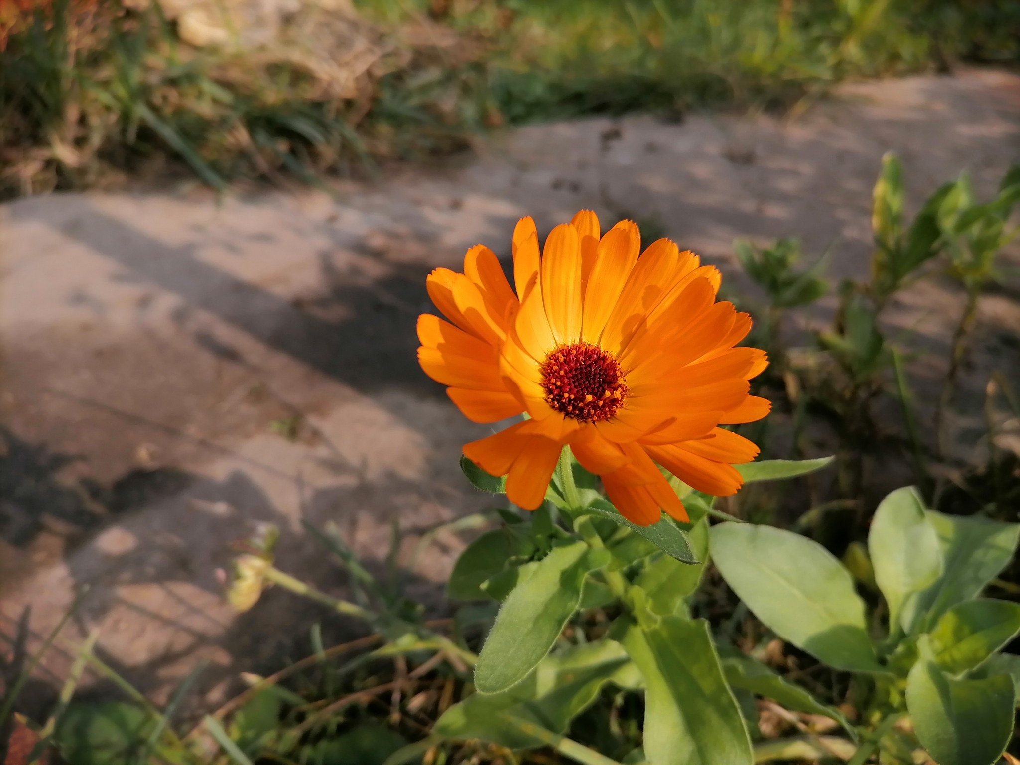 Autumn flowers - My, Autumn, Flowers, Dacha, Longpost