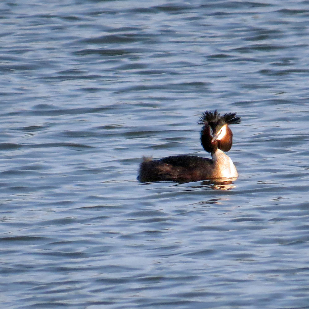 GREBE - My, Chomga, Birds, Ornithology, Hobby, Nature, Moscow region, Video, Longpost