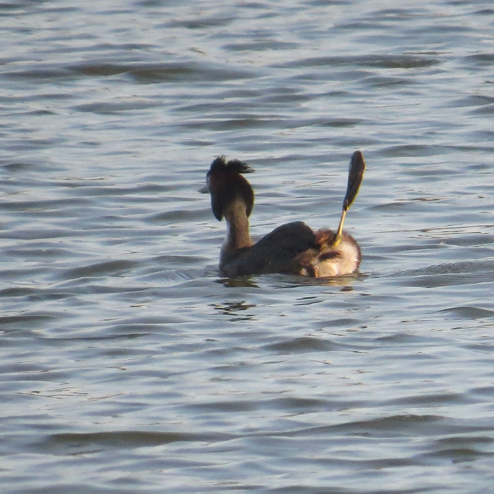 GREBE - My, Chomga, Birds, Ornithology, Hobby, Nature, Moscow region, Video, Longpost