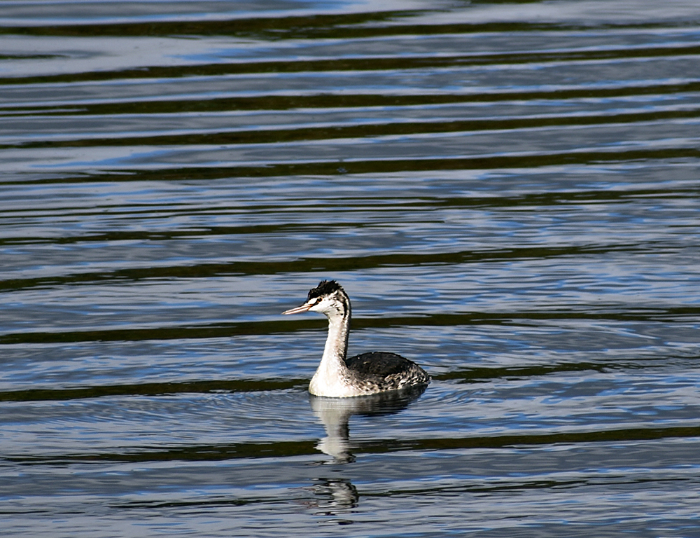 GREBE - My, Chomga, Birds, Ornithology, Hobby, Nature, Moscow region, Video, Longpost