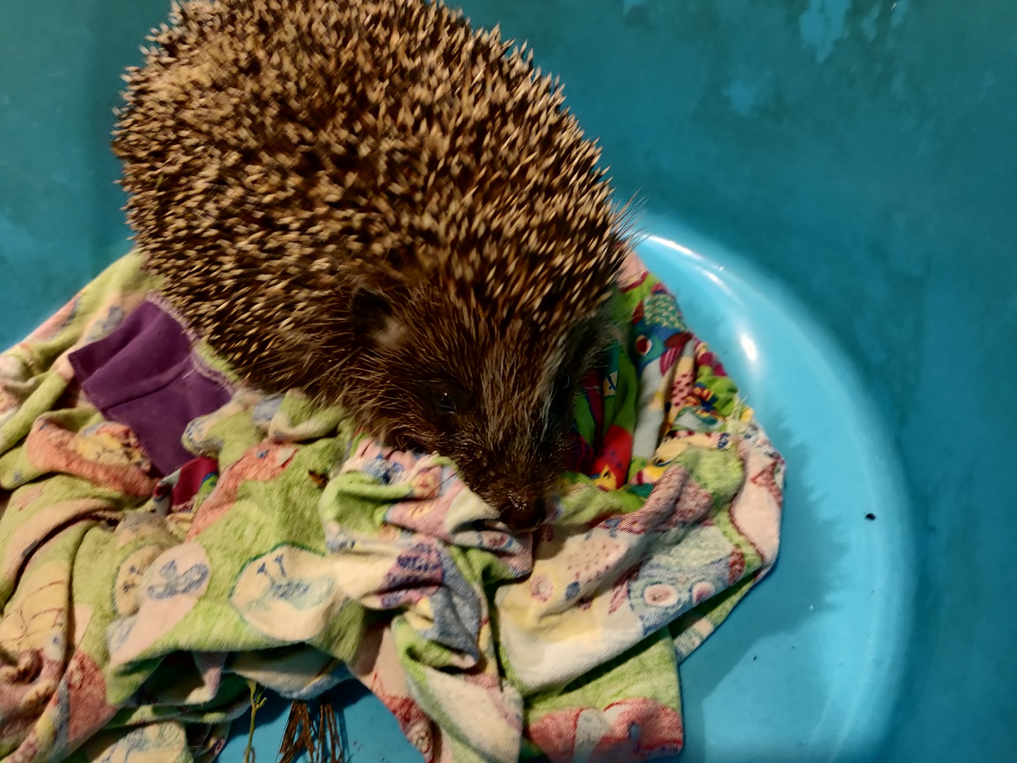 Hedgehog found in Nizhny Novgorod - My, Hedgehog, Found, Longpost