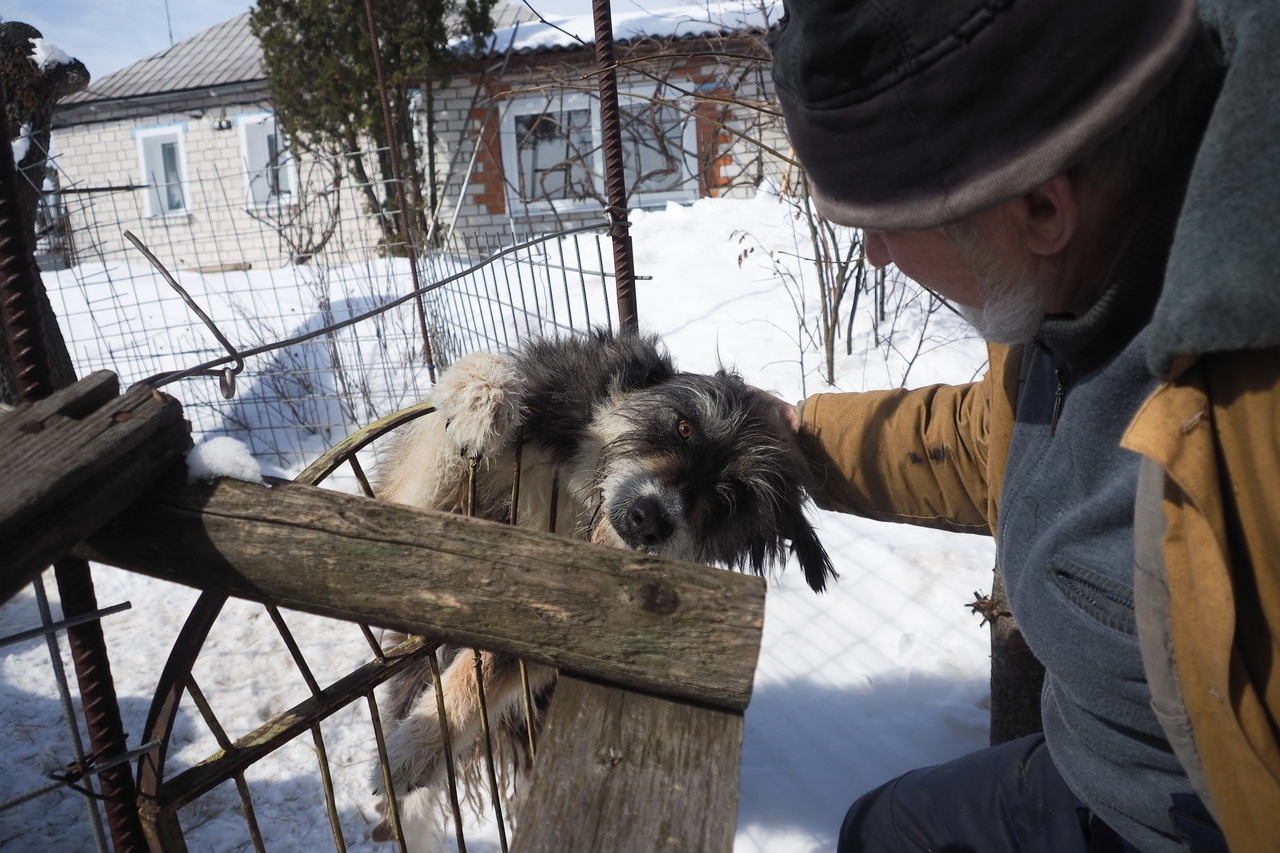 The dog needs to be housed. Voronezh and region. Not rated - My, No rating, Dog, In good hands, Help, Longpost, Voronezh, Voronezh region