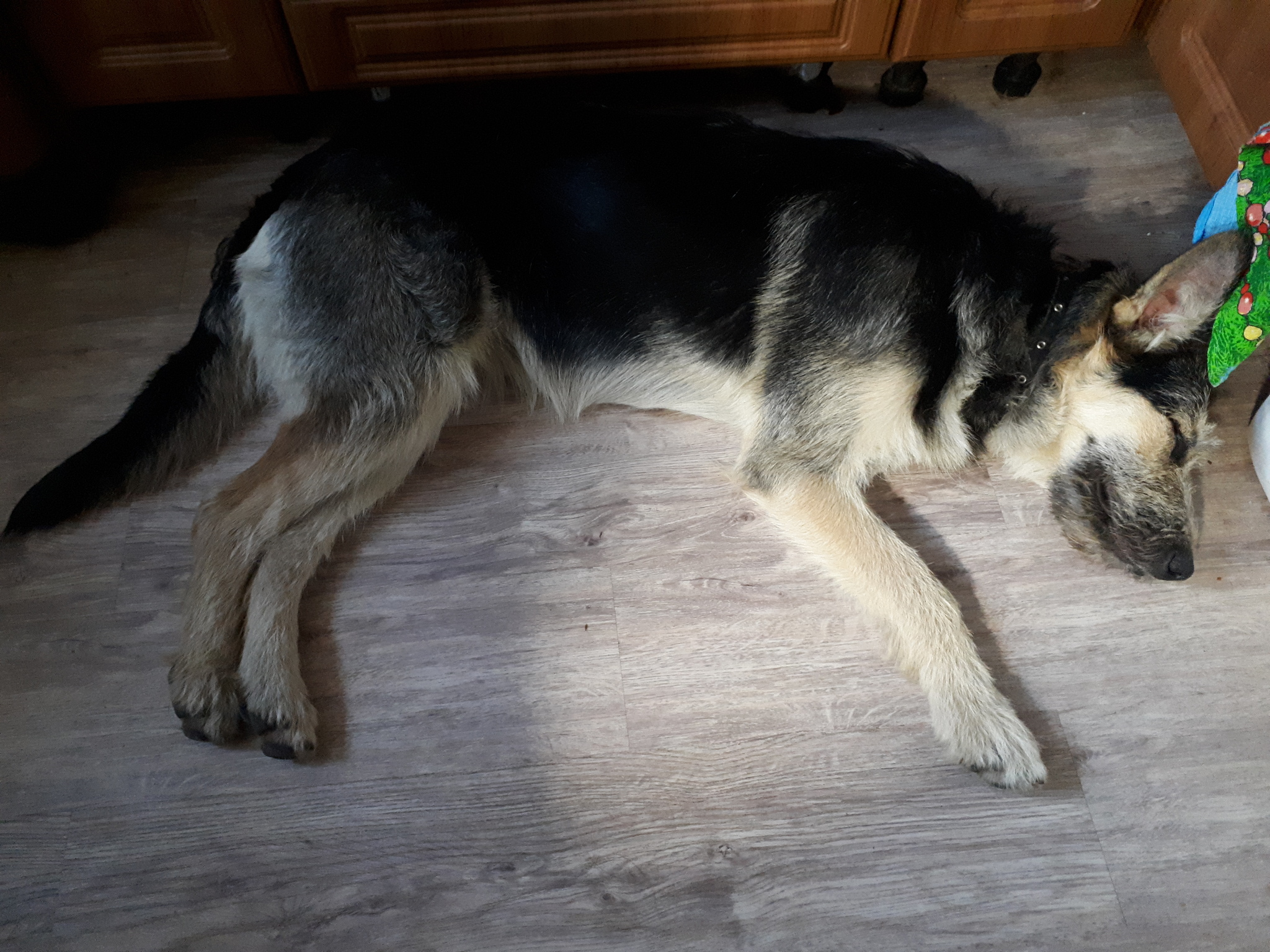 Looking for a dog owner (Kaluga) - Lost, The dog is missing, Found a dog, Kaluga, No rating, Longpost, Dog