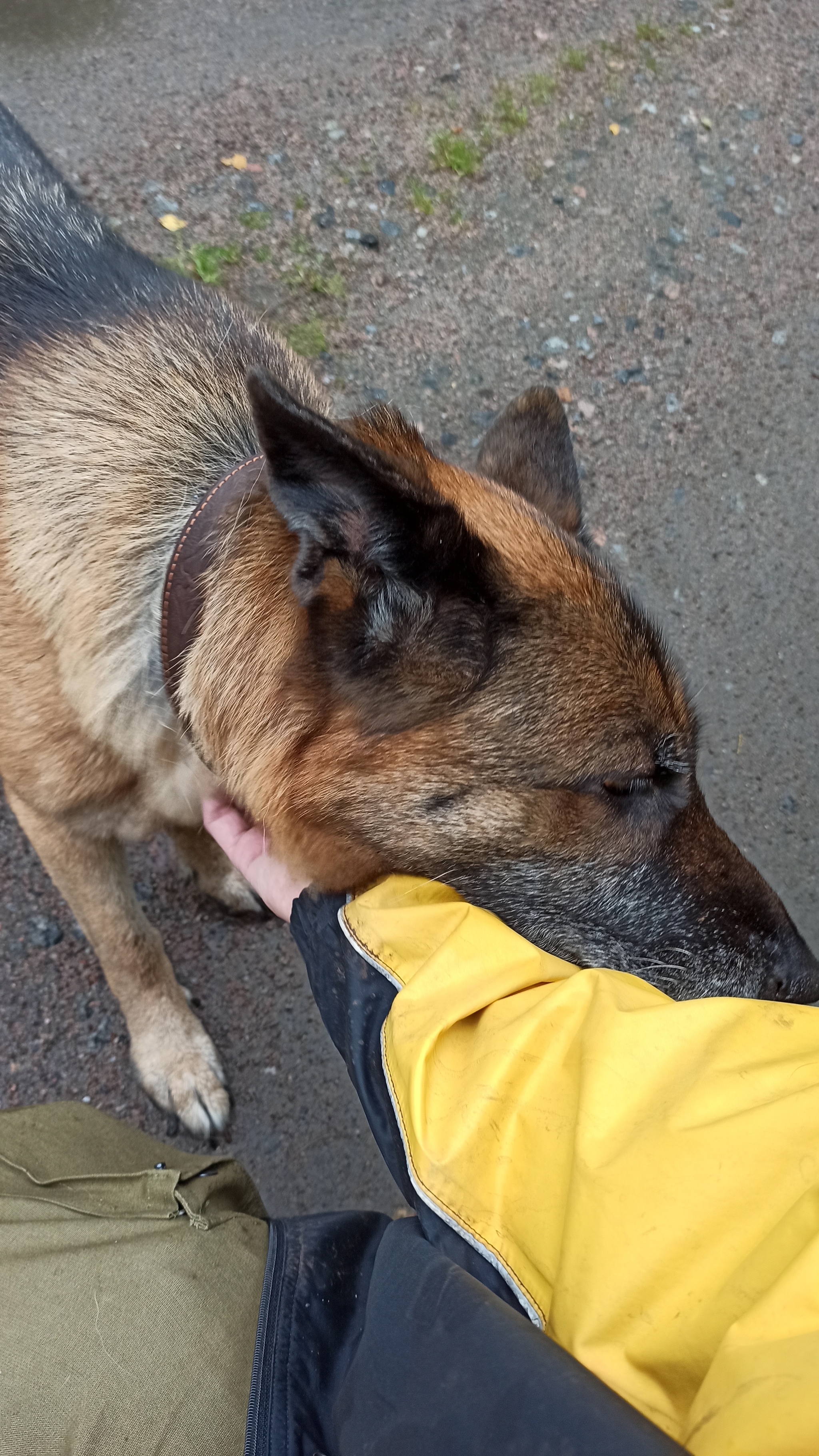 Pensioner - My, Sheepdog, German Shepherd, Pension, Service dogs, Video, Longpost, Dog