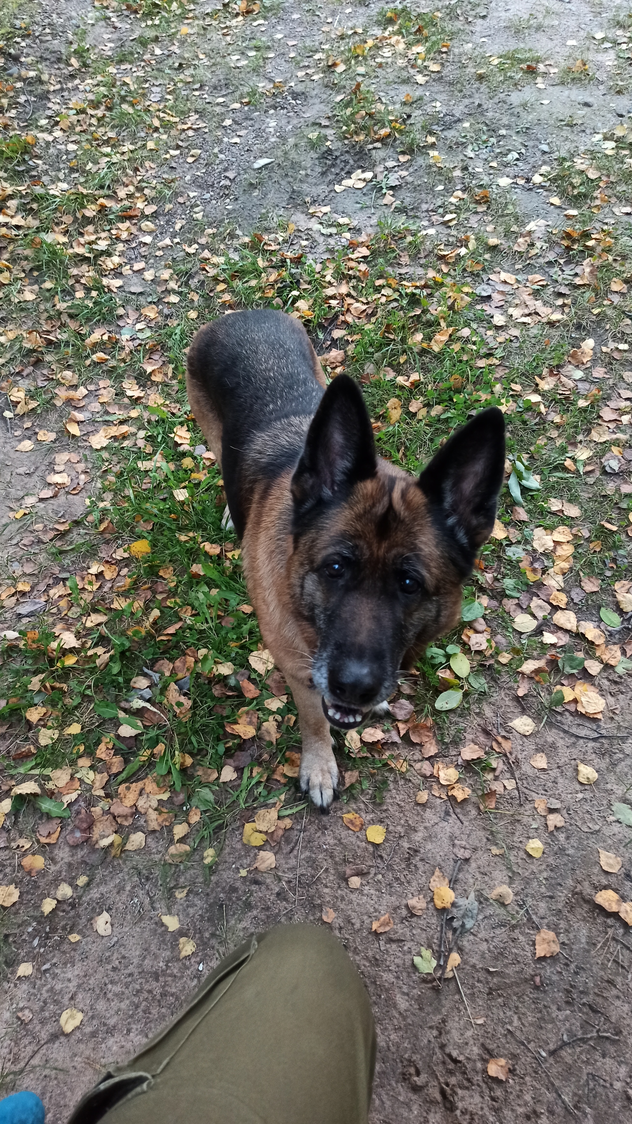 Pensioner - My, Sheepdog, German Shepherd, Pension, Service dogs, Video, Longpost, Dog