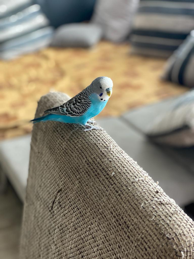 Budgerigars - now let's talk about the advantages) - My, Budgies, Catch the wave!, Positive, Longpost