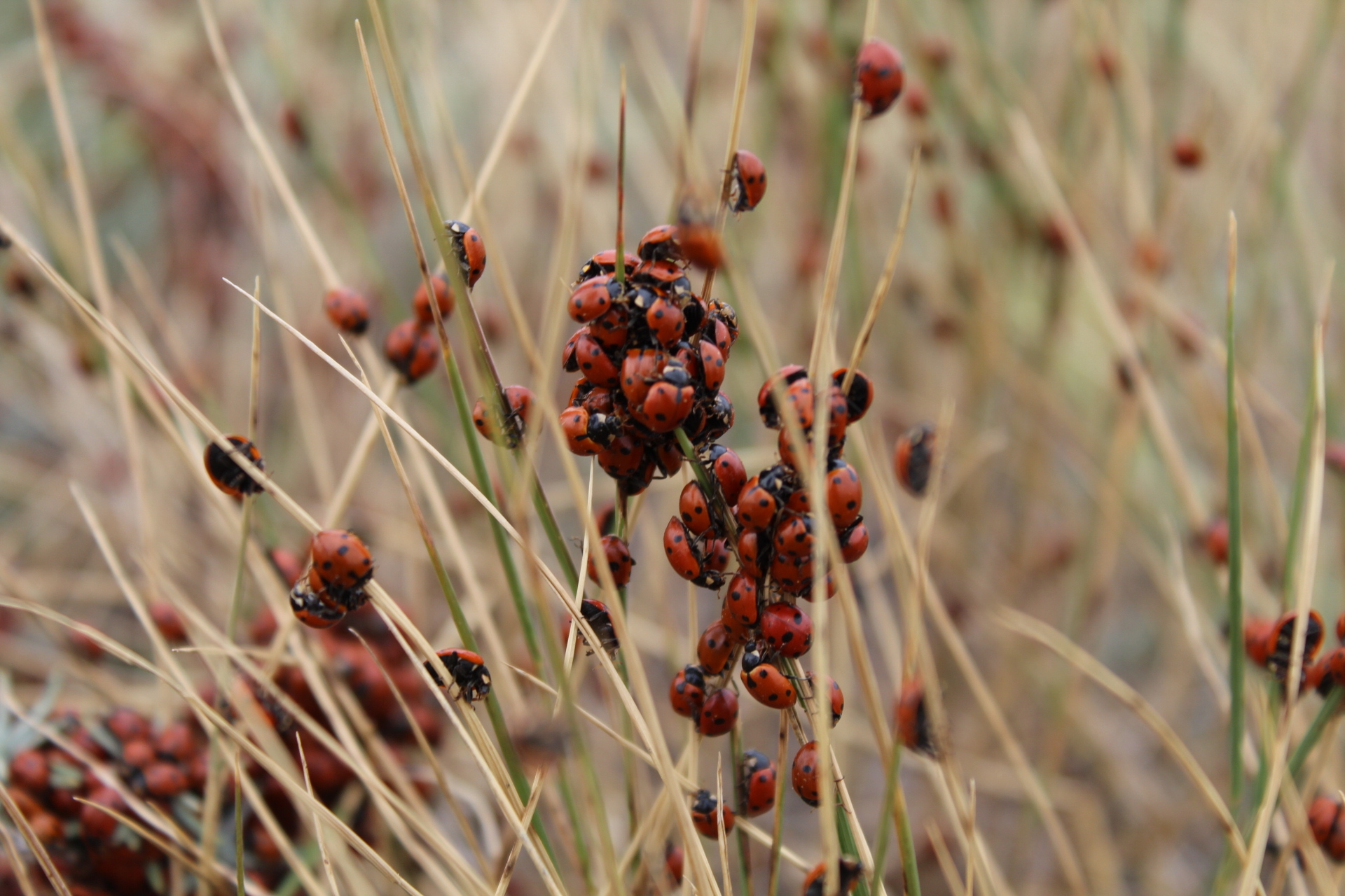 These are Ladybugs! - My, Nature, Longpost, ladybug, Leaves, Insects, Canon 4000d, The photo