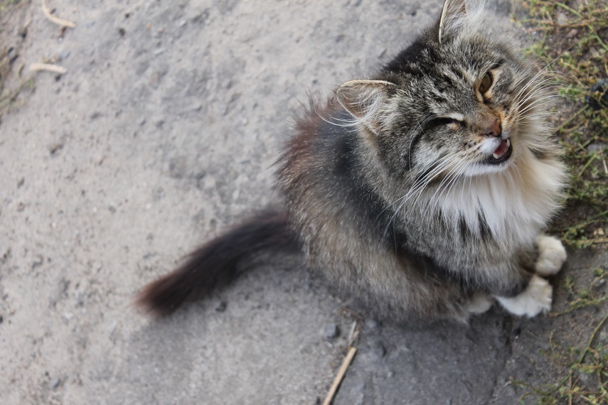 Life of the home shelter Kotoland 250 - My, cat, Shelter, Kindness, Help, Lipetsk, Shelter Cotoland, Longpost, In good hands