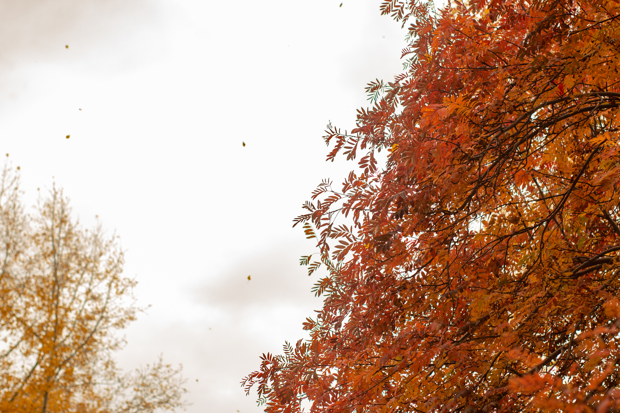 Autumn palette - My, Autumn, The photo, Leaves, Rowan, Longpost