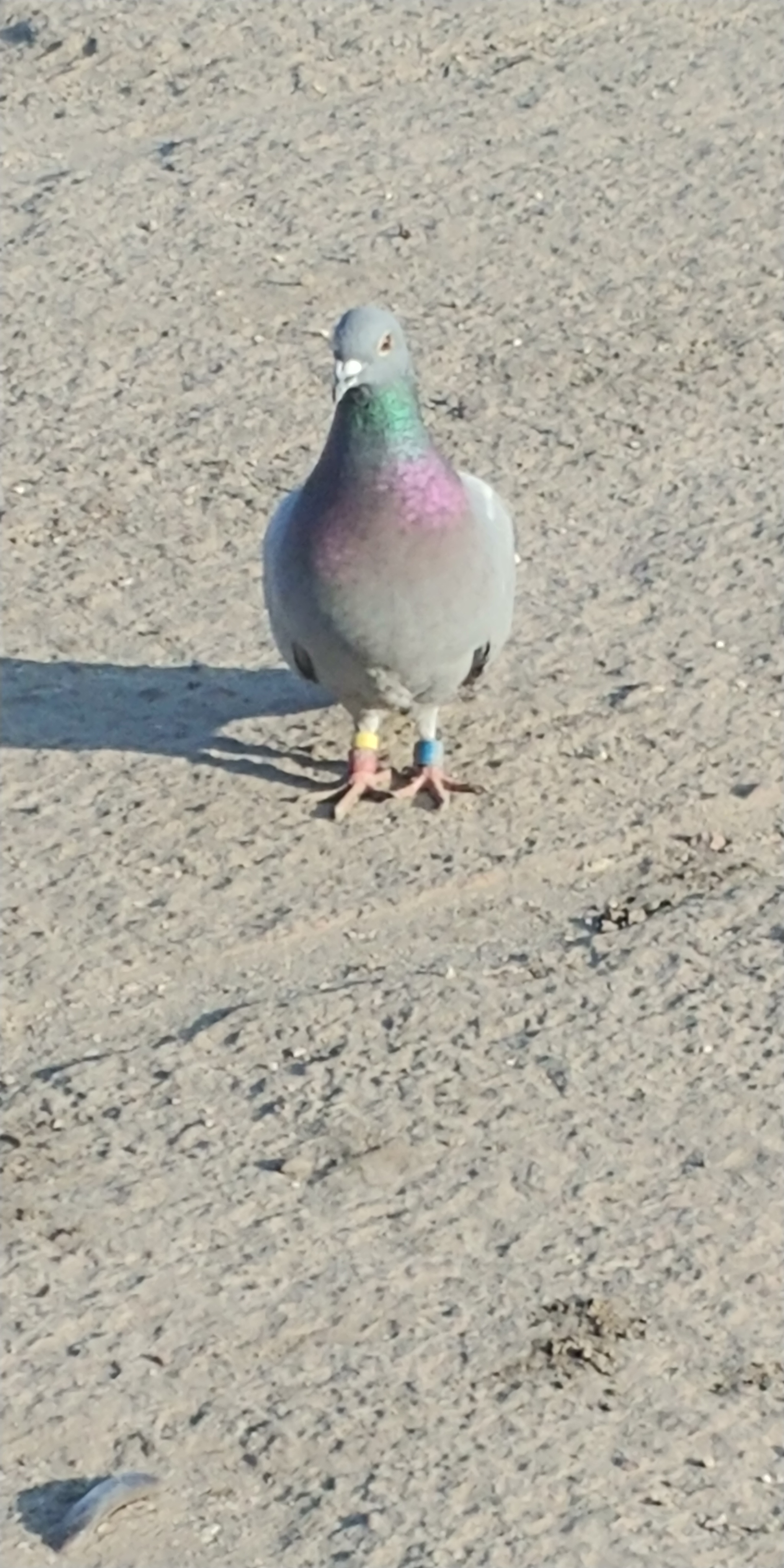 Pigeon - My, Pigeon, Ring, Birds