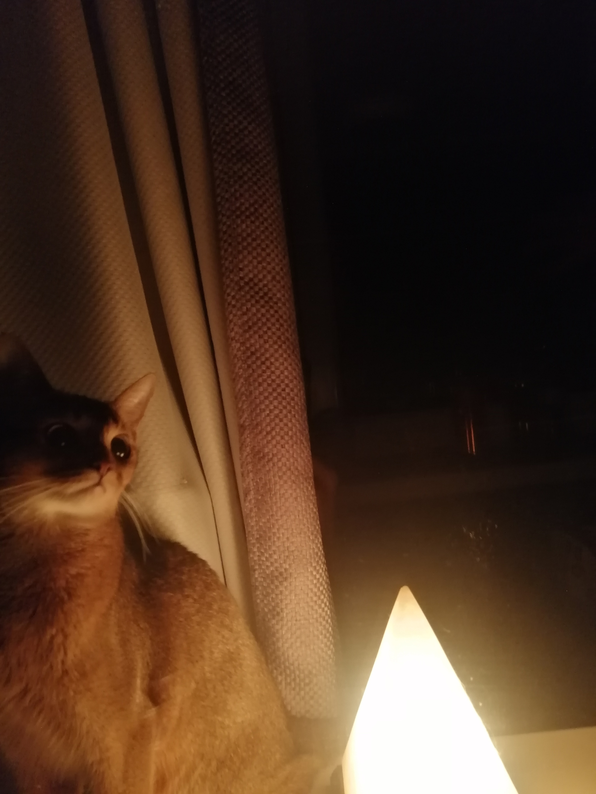 Catolamp - Abyssinian cat, Лампа, Evening, cat