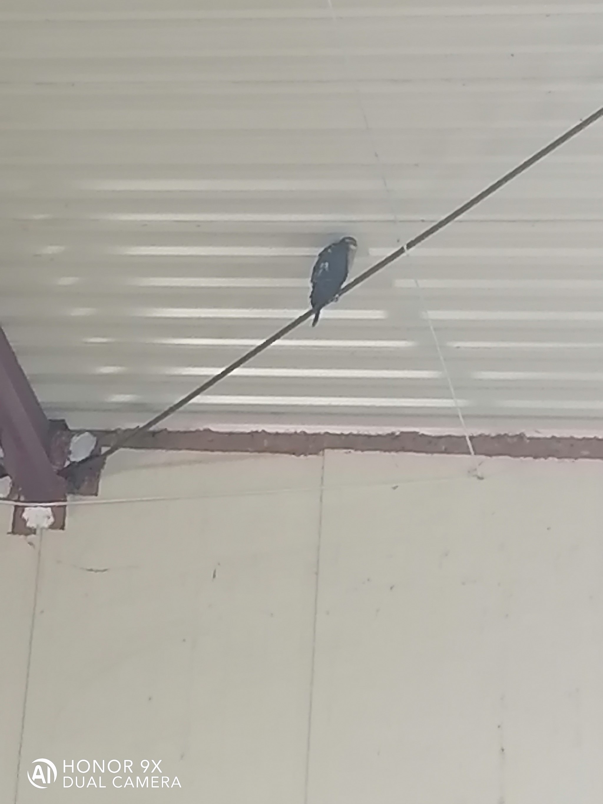 This bird flew into the hangar at the facility - My, Video, Longpost, What kind of bird?, Ornithology League, Predator birds