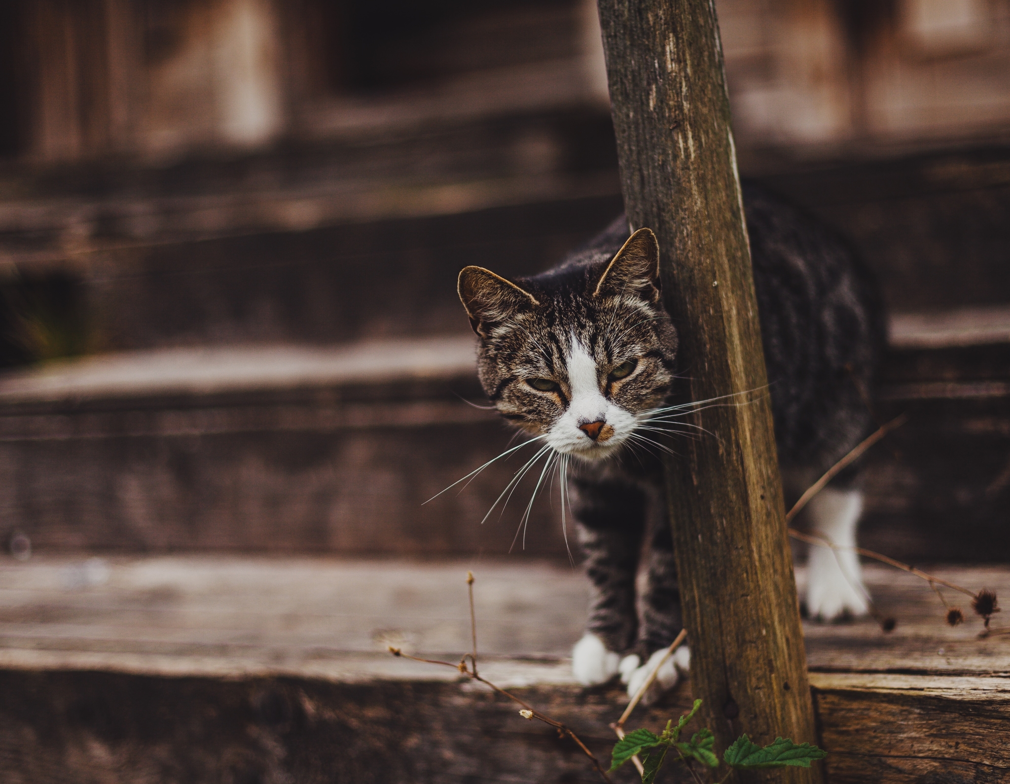 Деревенская суровость - Моё, Кот, Фотография, Canon, Деревня, Природа