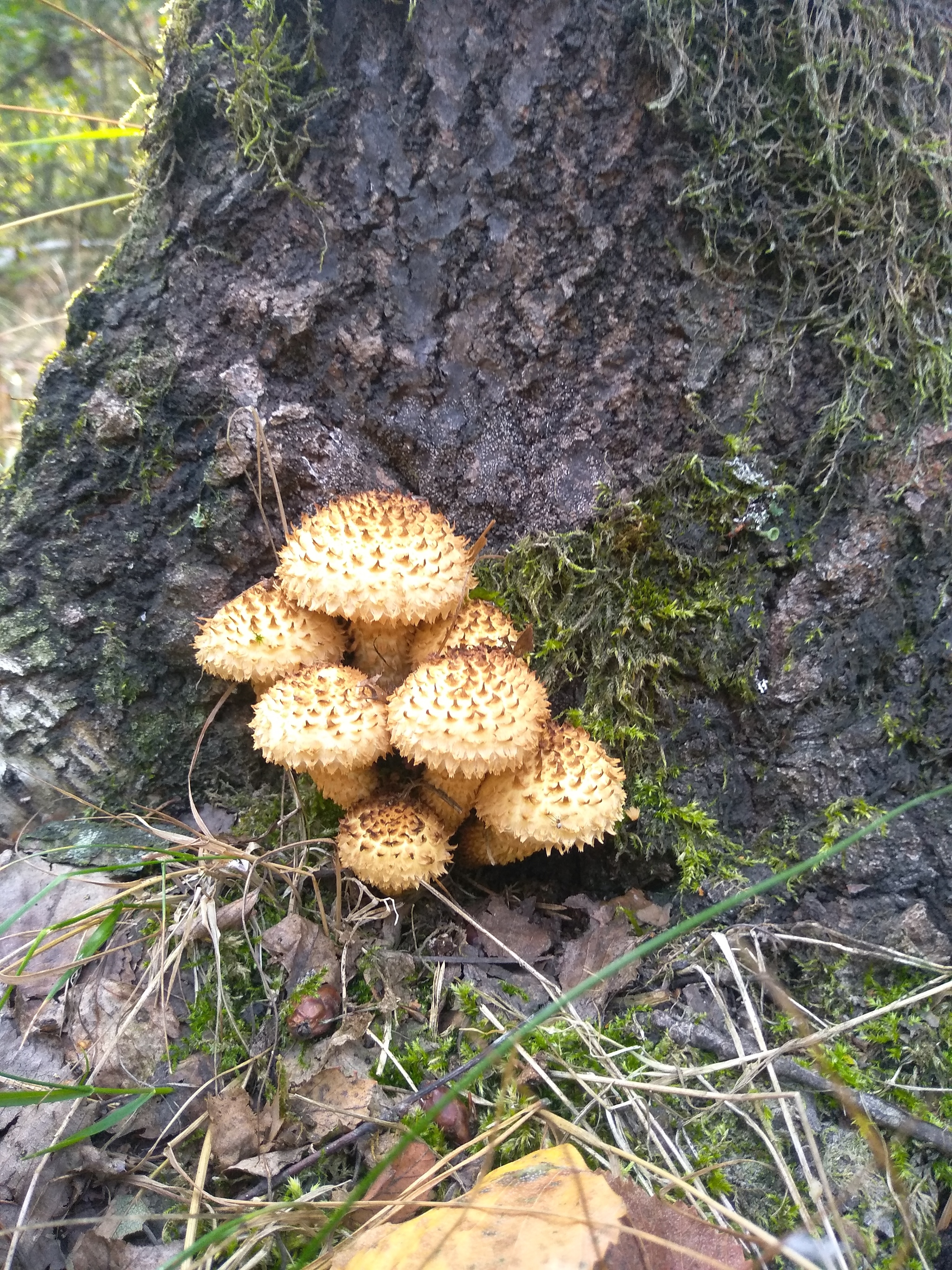 September - My, Brest, Longpost, Autumn, beauty of nature, Nature