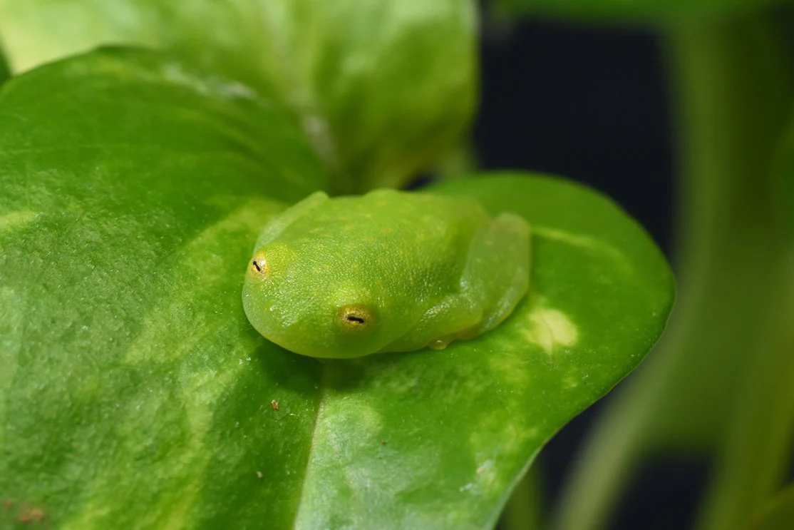 Glass frog: Who spat on the leaf? Invisible people with transparent body - Frogs, Glass, Animals, Yandex Zen, Longpost