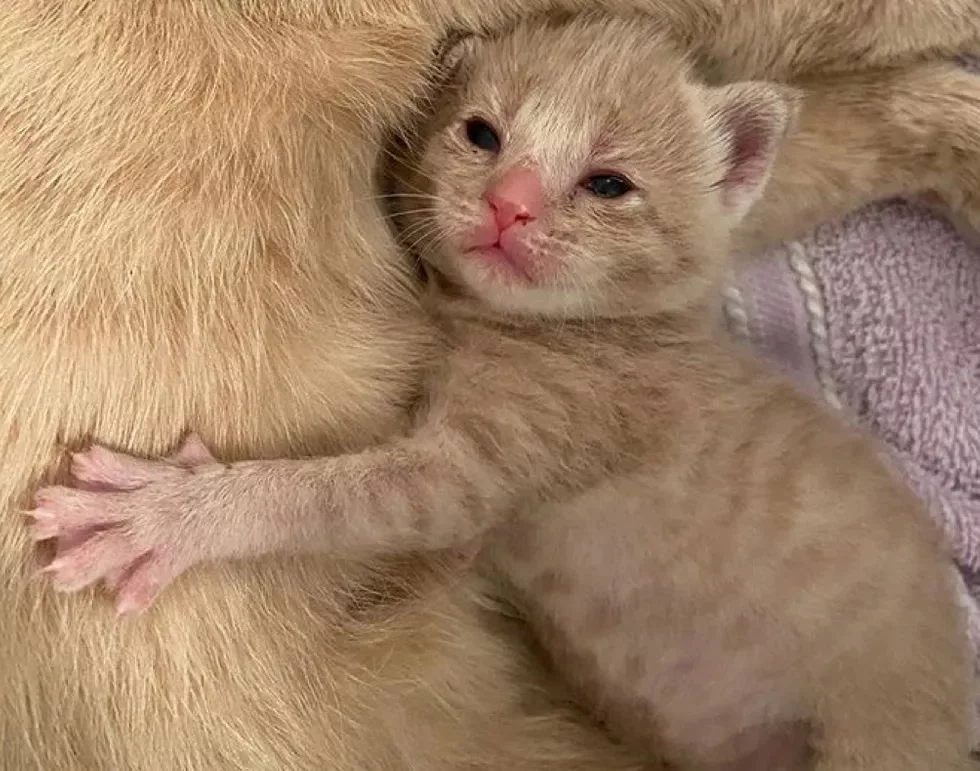 The cat raised her only kitten, helped three orphan kittens and is now looking for her home - cat, Kittens, Redheads, Animal defenders, USA, Nashville, Tennessee, Help, In good hands, Longpost