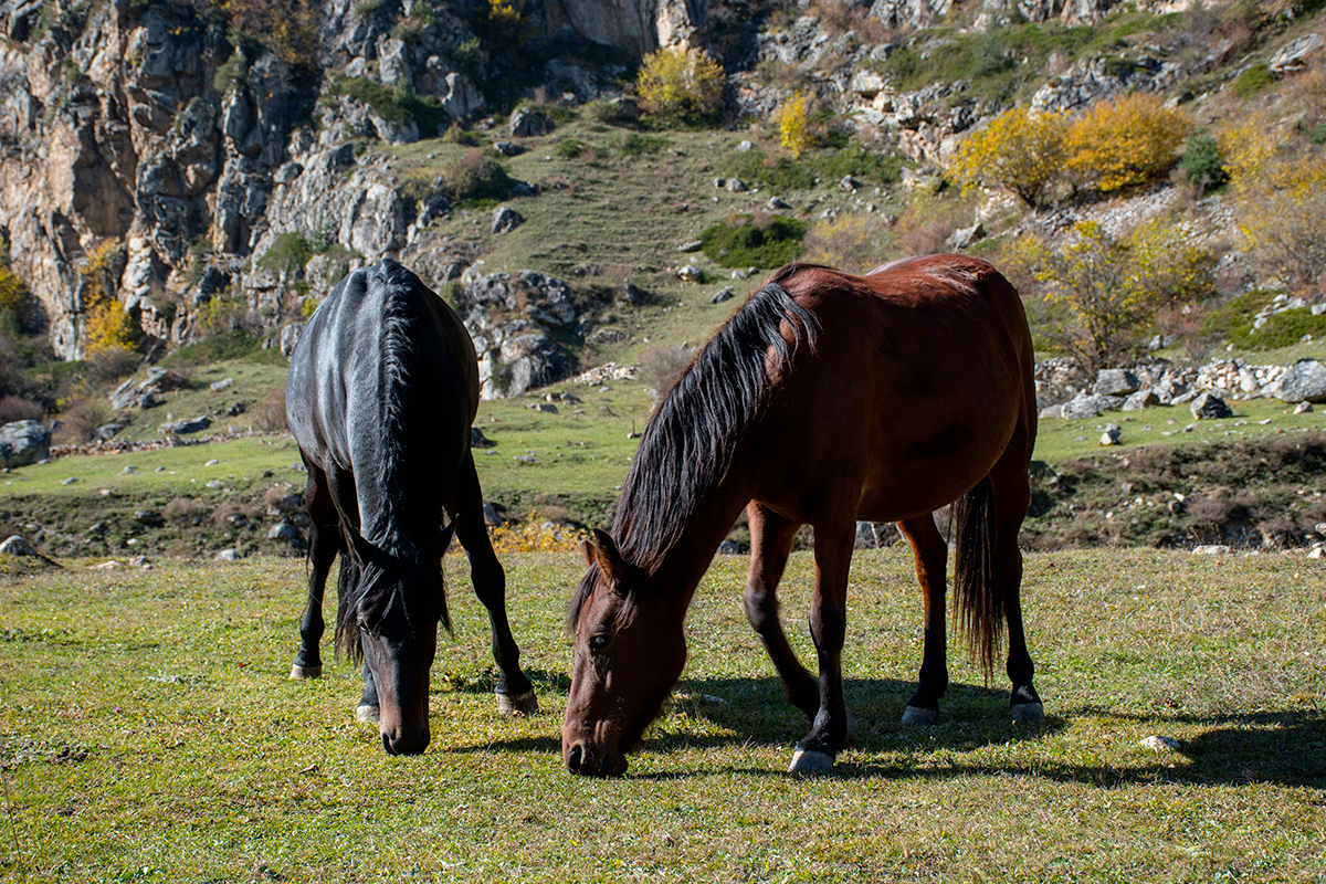 This place in the mountains of Kabardino-Balkaria is worth a trip - My, The mountains, Caucasus, Tourism, Travels, Travel across Russia, Longpost, Nature