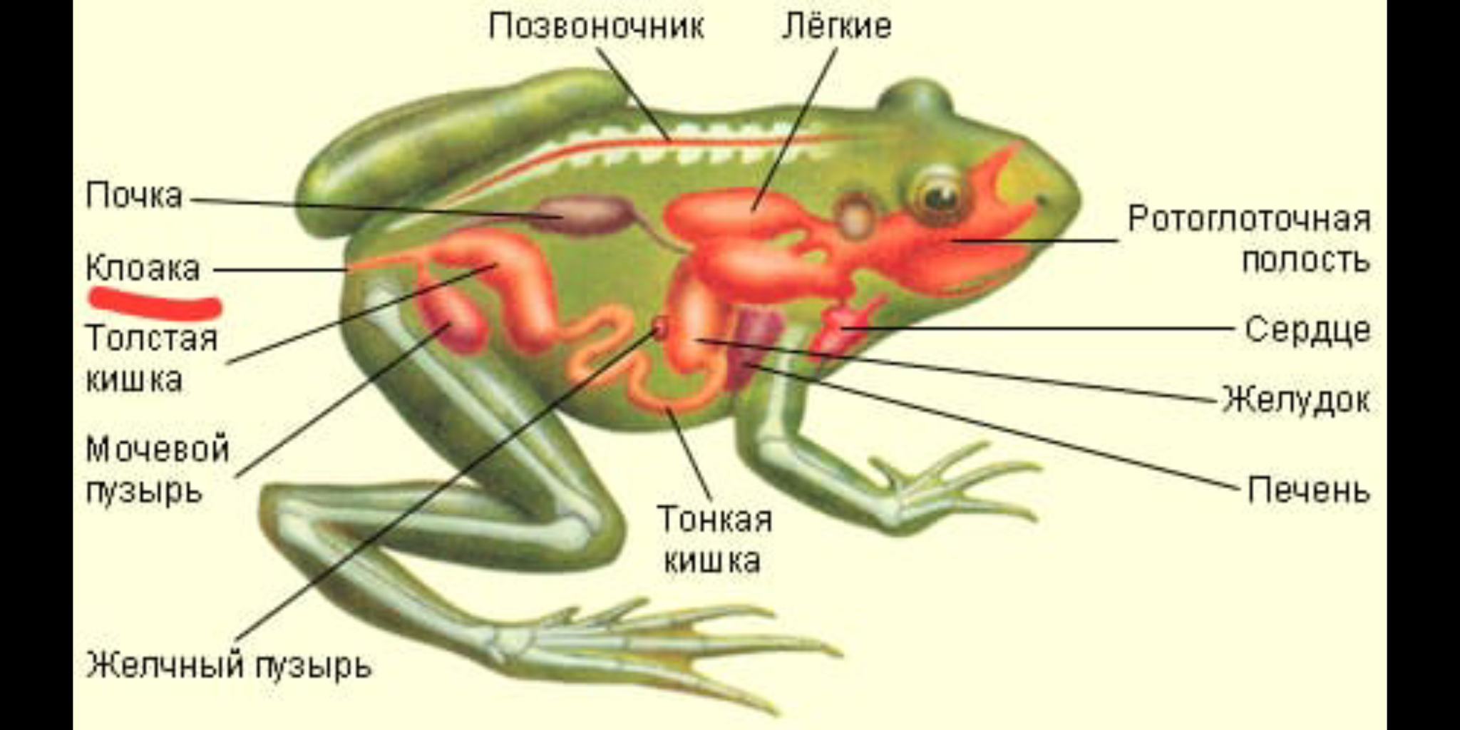 Где по биологии. Внутренне строение амфибии лягушки. Строение Озерной лягушки. Внутреннее строение лягушки дыхательная система. Внешнее строение Озерной лягушки.