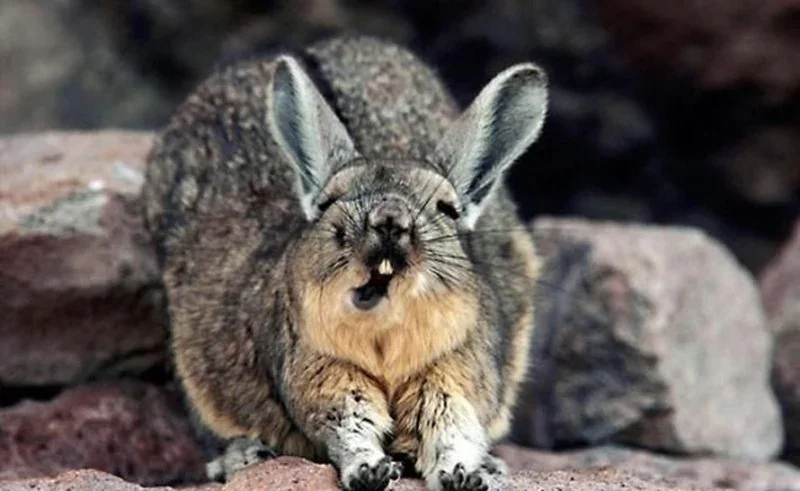 Mountain viscacha: He who understands life is in no hurry. Eternally sleepy resident of the Andes - Rodents, Yandex Zen, Animals, Milota, Longpost, Mountain Viskasha