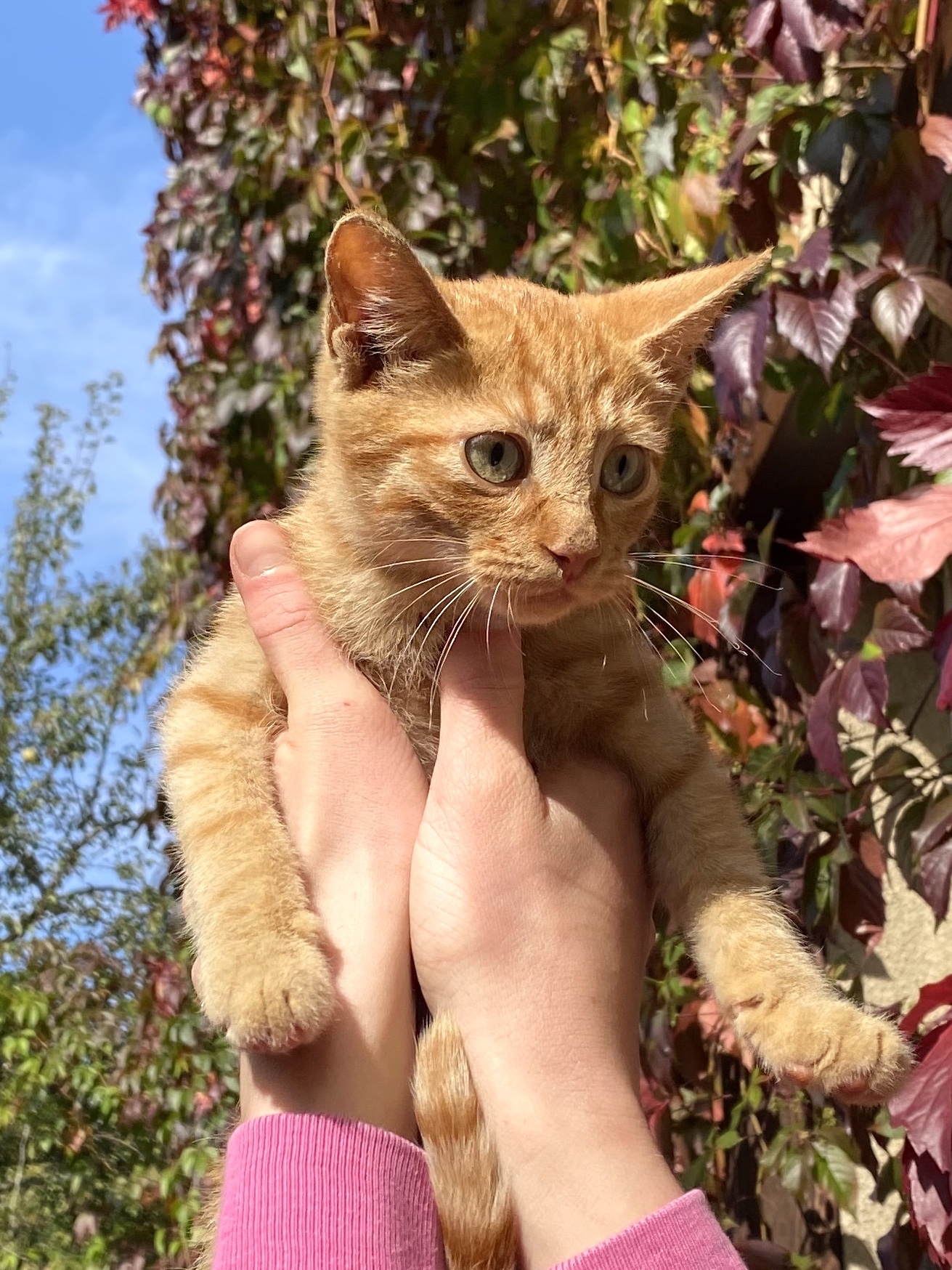 RED ANGEL! - My, cat, In good hands, Moscow, Kittens, Longpost