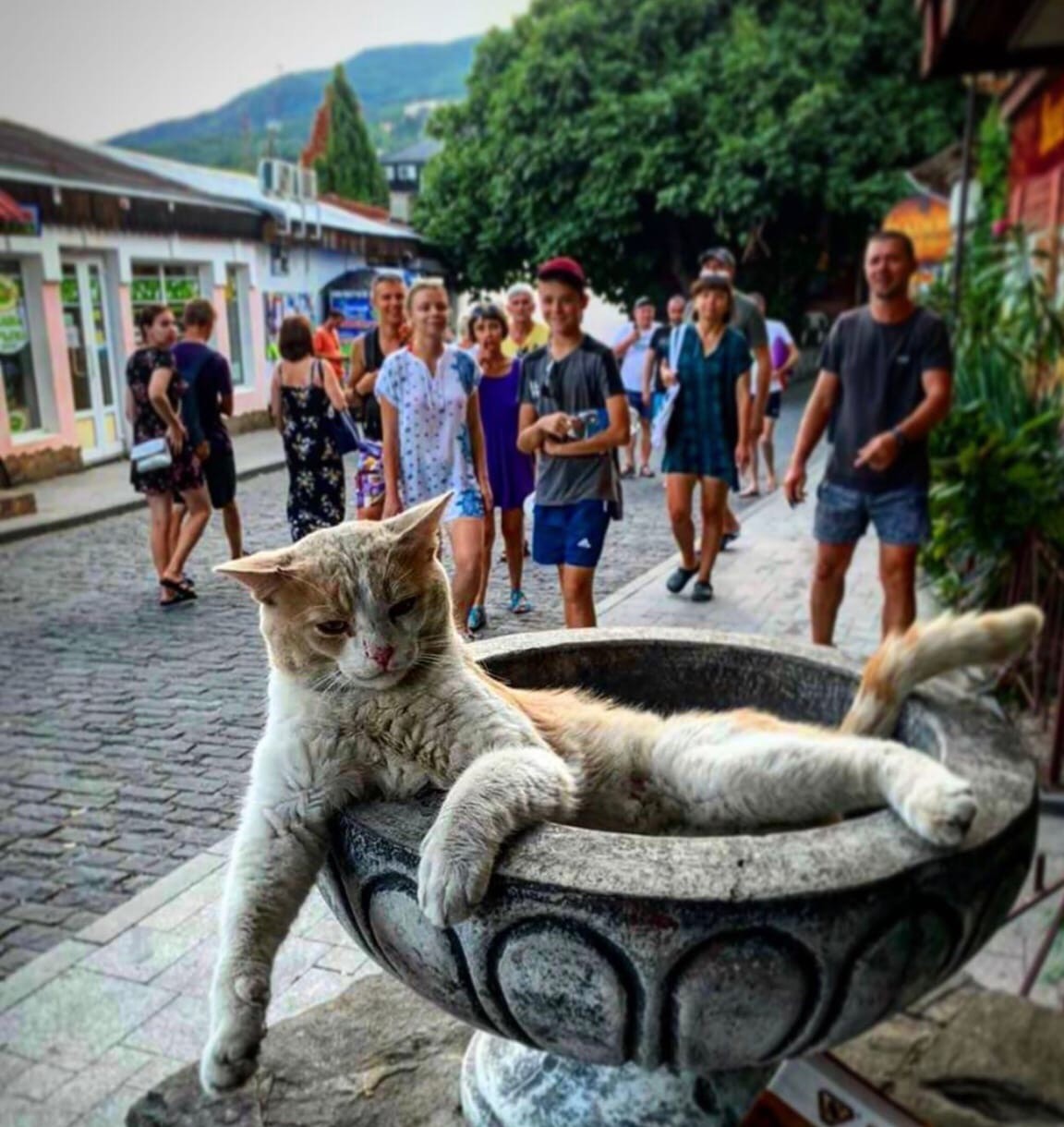 Crimean fighting cat - My, cat, Embankment