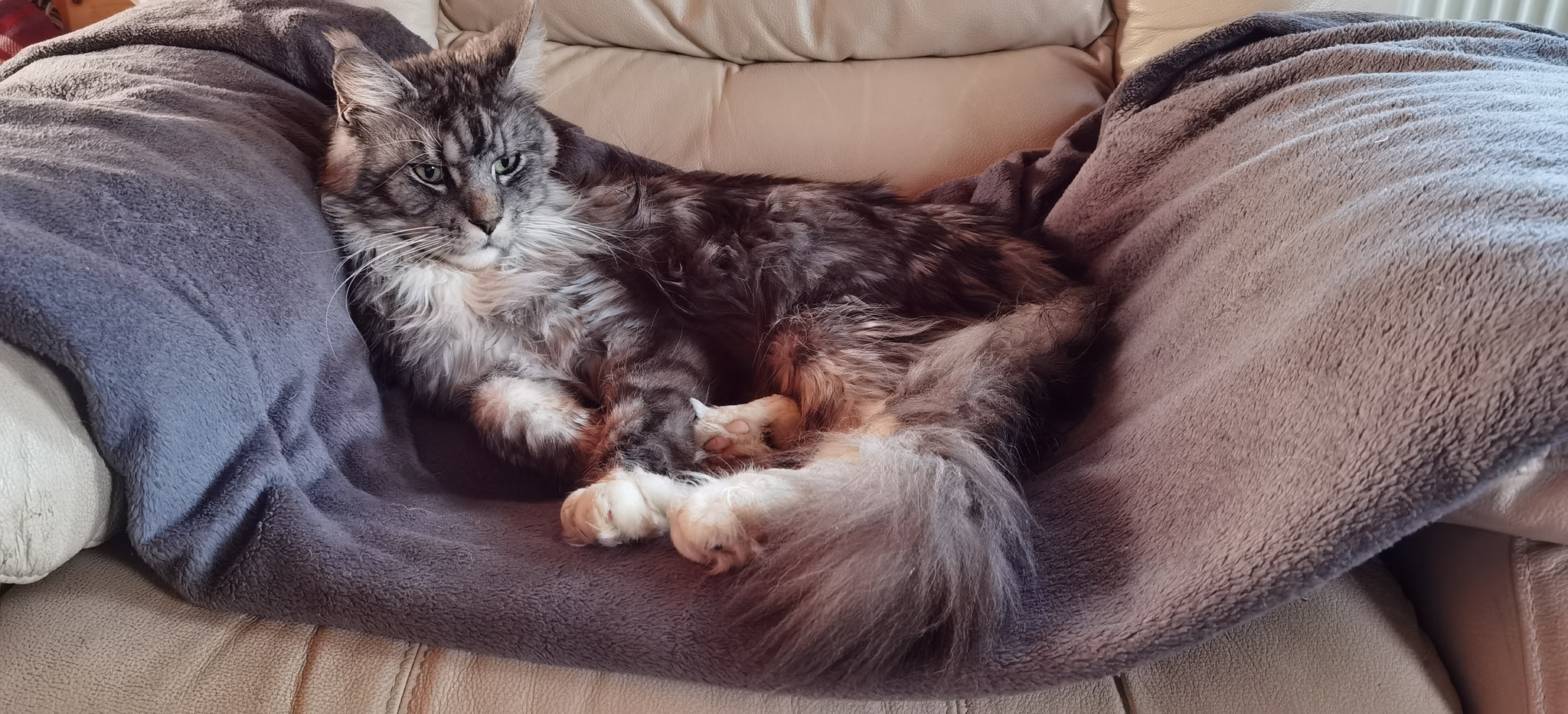 Cat chair - My, The photo, cat, Maine Coon