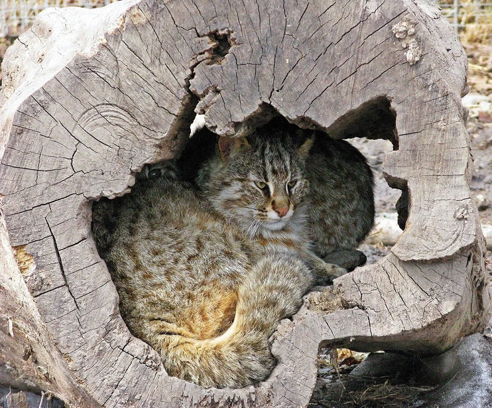 Amur cat: In the taiga, even seals kill roe deer - cat, Animals, Taiga, Longpost