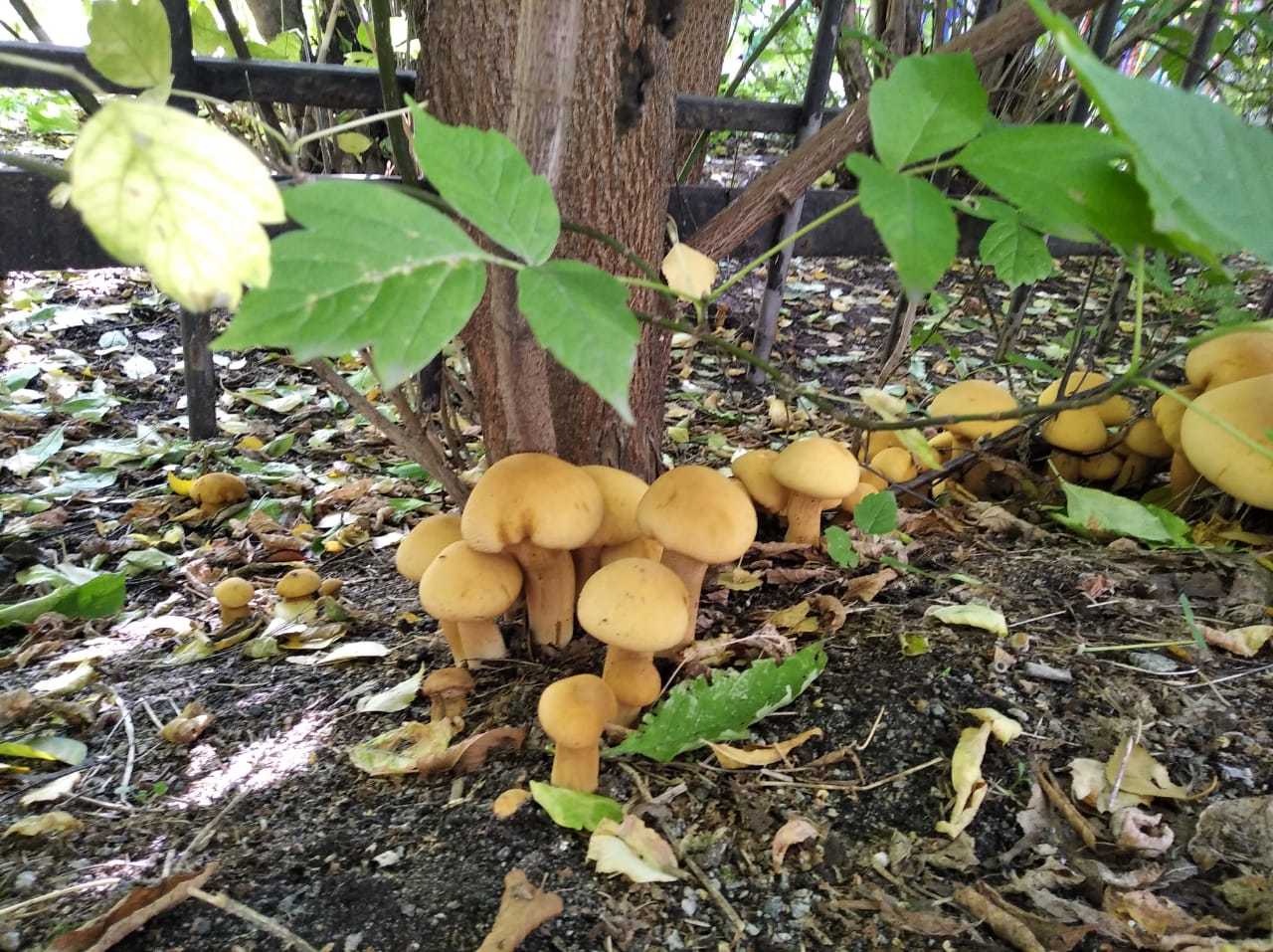 What kind of mushrooms? - What's this?, Mushrooms, Longpost