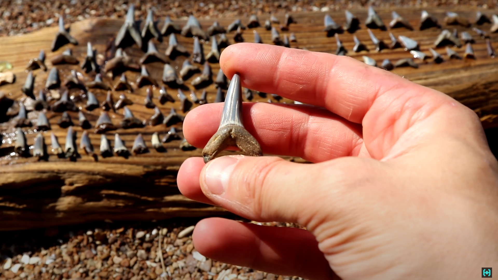 In search of ANCIENT life. History under your feet - My, Story, Past, The culture, Paleontology, Hamster Time, Metal detector, Shark teeth, Video, Longpost