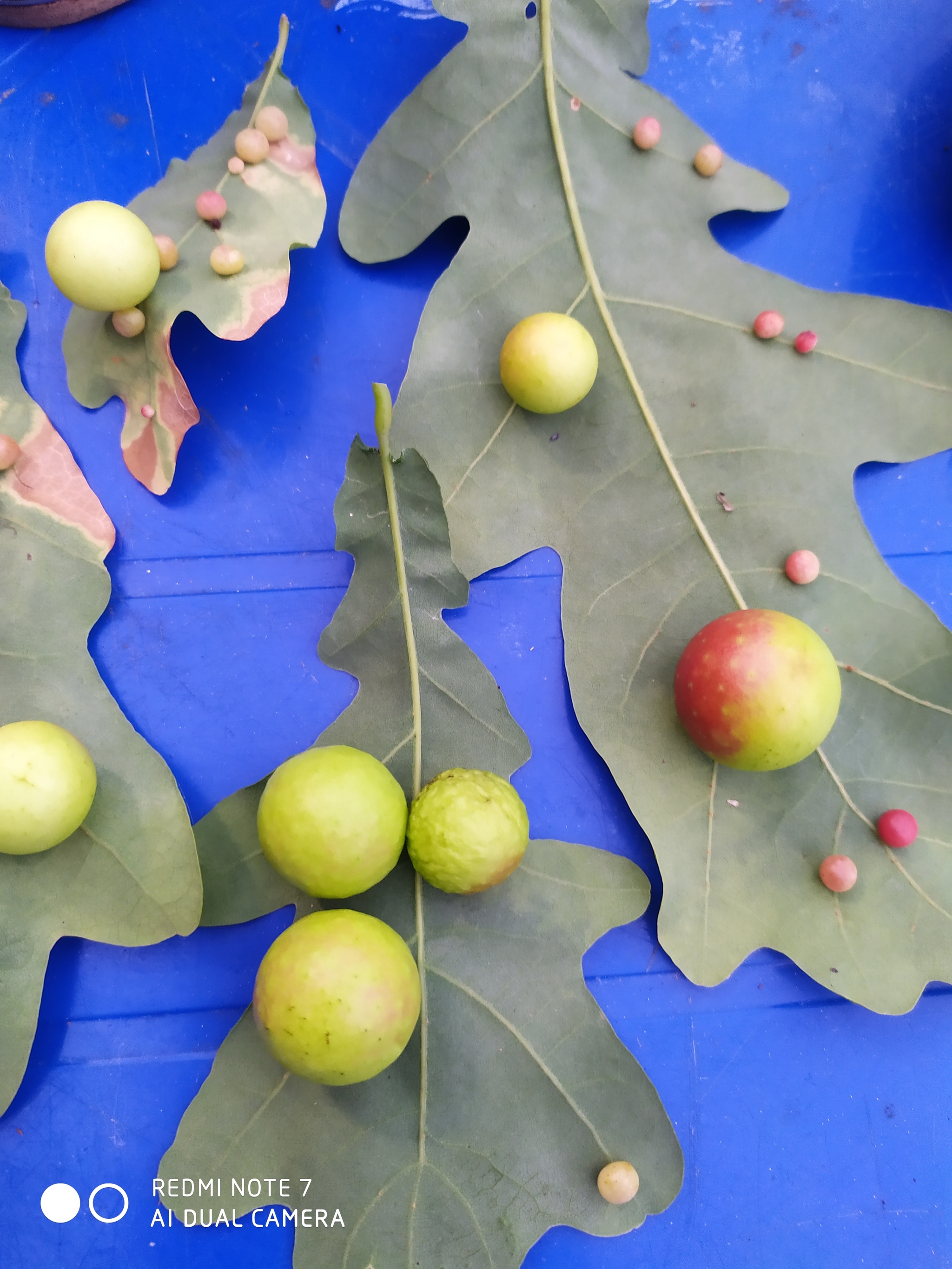 Oak galls - My, Gauls, Oak, Leaves